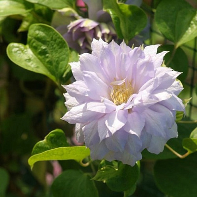 Клематис БЕЛЬ ОФ ВОРКИНГ в Владимире