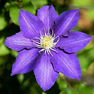 Клематис ЗЕ ПРЕЗИДЕНТ в Владимире