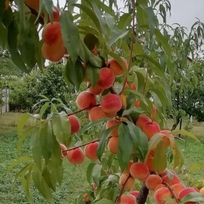 Персик ВУЛКАН в Владимире