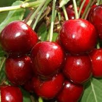 Черешня МИНЧАНКА в Владимире