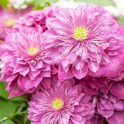 Клематис КАЙЗЕР в Владимире