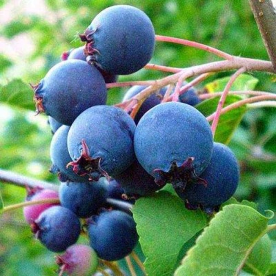 Ирга ПЕМБИНА в Владимире