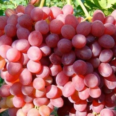 Виноград КИШМИШ КРАСНЫЙ в Владимире
