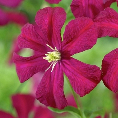 Клематис МАДАМ ДЖУЛИЯ КОРРЕВОН в Владимире