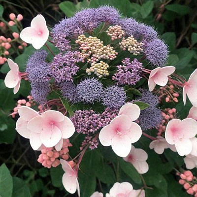 Шершавая в Владимире