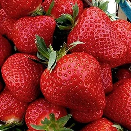 Клубника КЛЕРИ в Владимире