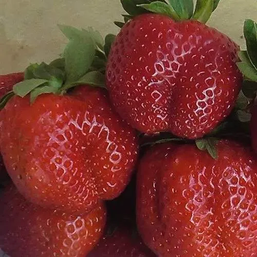 Клубника ДЕСТЕНИ в Владимире